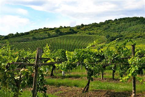 Understanding Tokaj .
